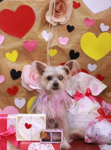 20230204ココちゃん